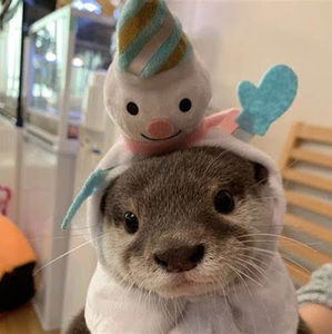 Meet your Posher, Jesse